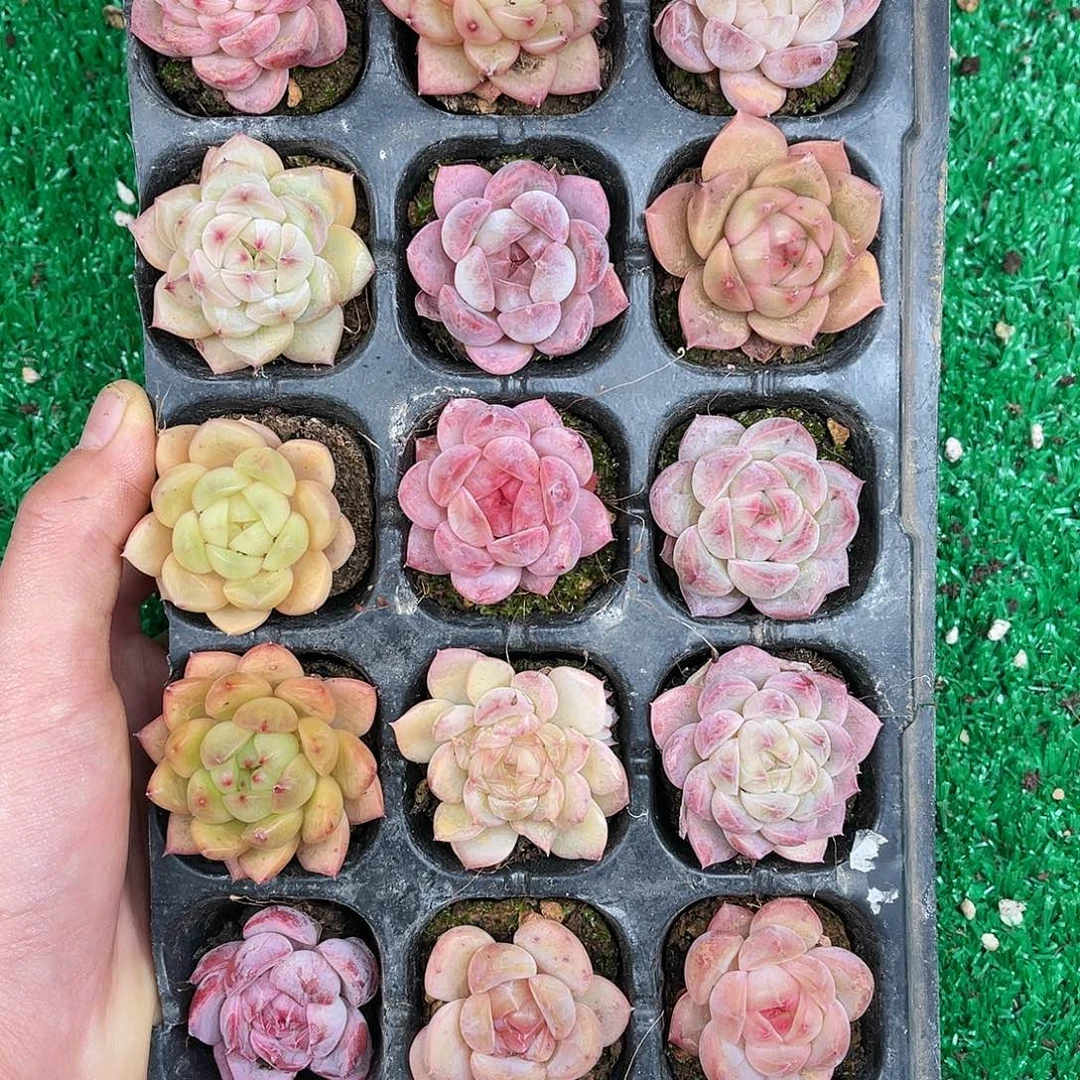 多肉一物一拍21-147