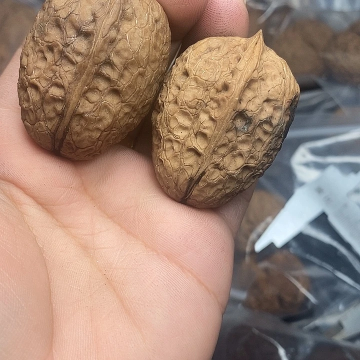 文玩核桃把件84号32mm