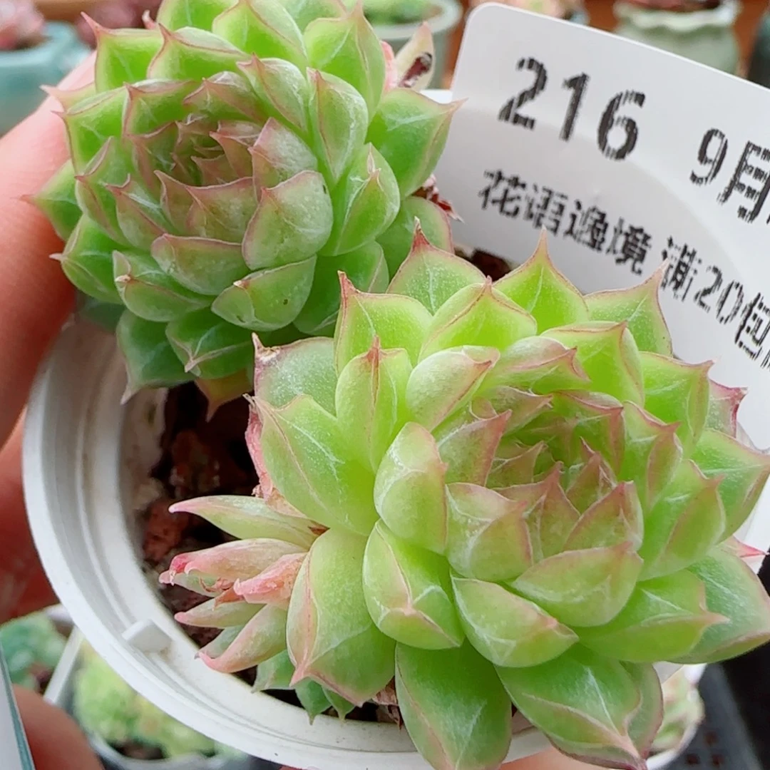 花语逸镜0929-216女王