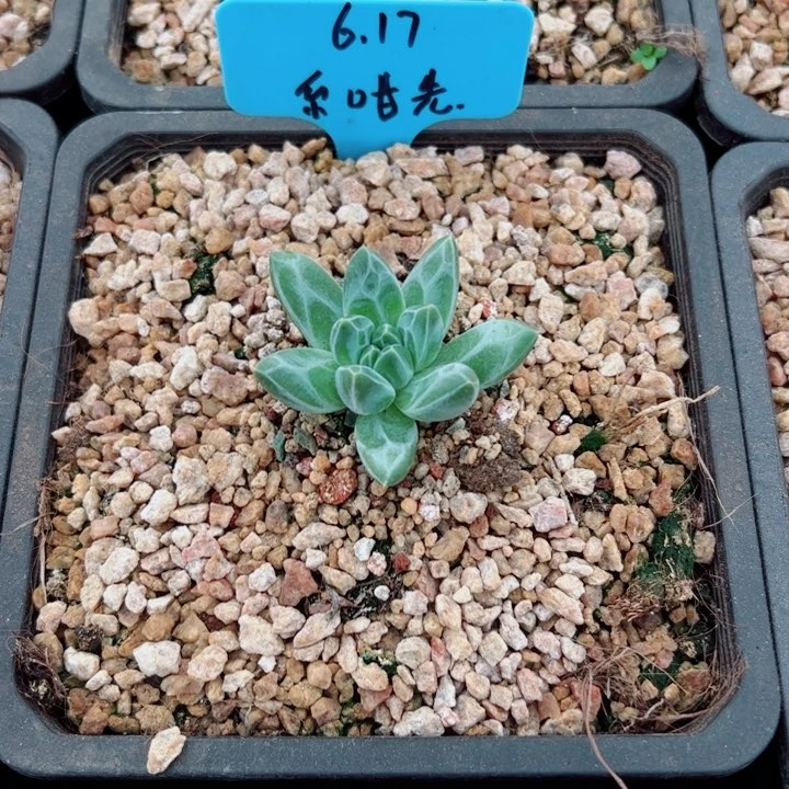 系***先青花瓷多肉植物大群