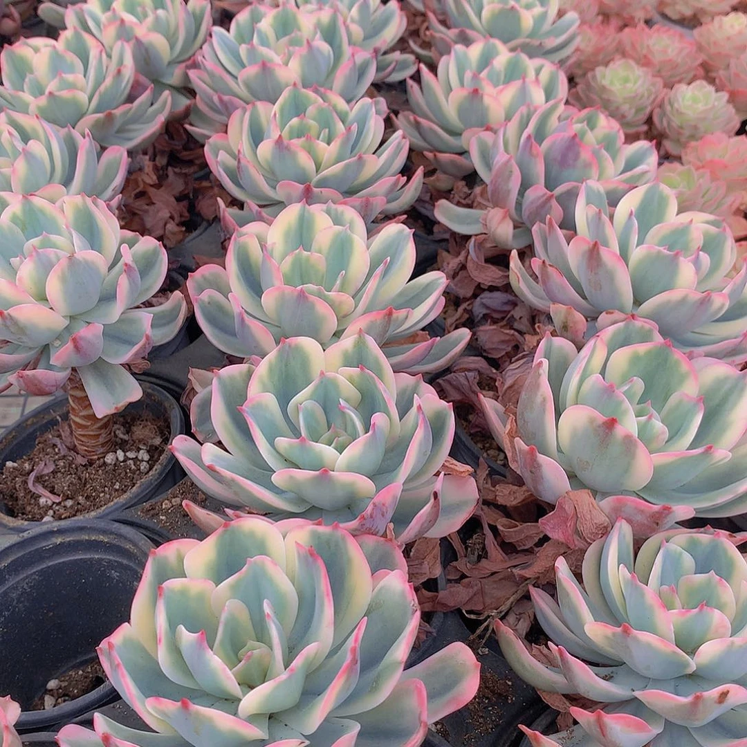 玉凤锦24567788990000