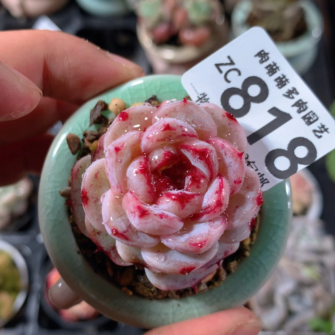 5CM拇指盆精控多肉ZC818