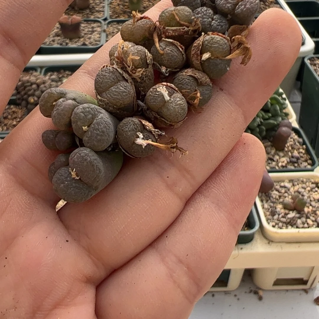 526 好看的多肉冲冲冲