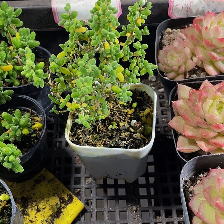 老庄糖球带盆土发