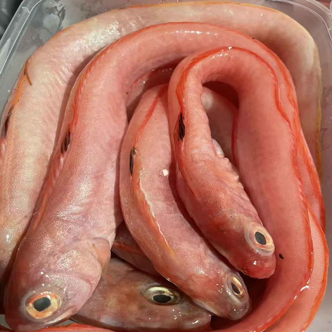 红带鱼2斤装 一斤3条左右带鱼刀鱼红刀鱼海鲜冷链发货