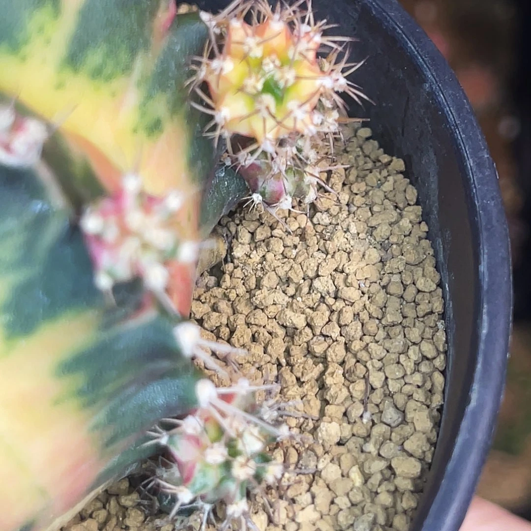 万花筒侧芽 一物一拍 脱土