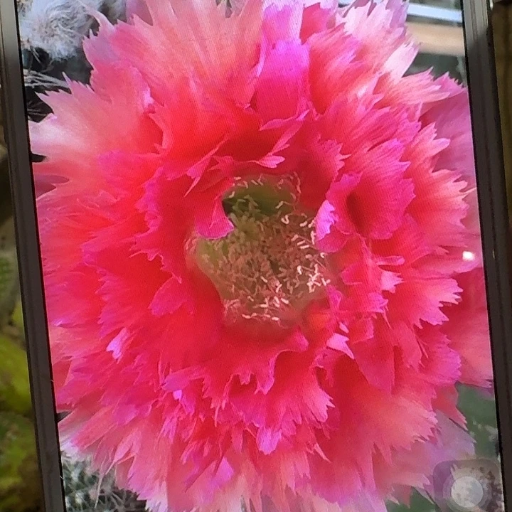 凤六侧芽4公分左右彩草