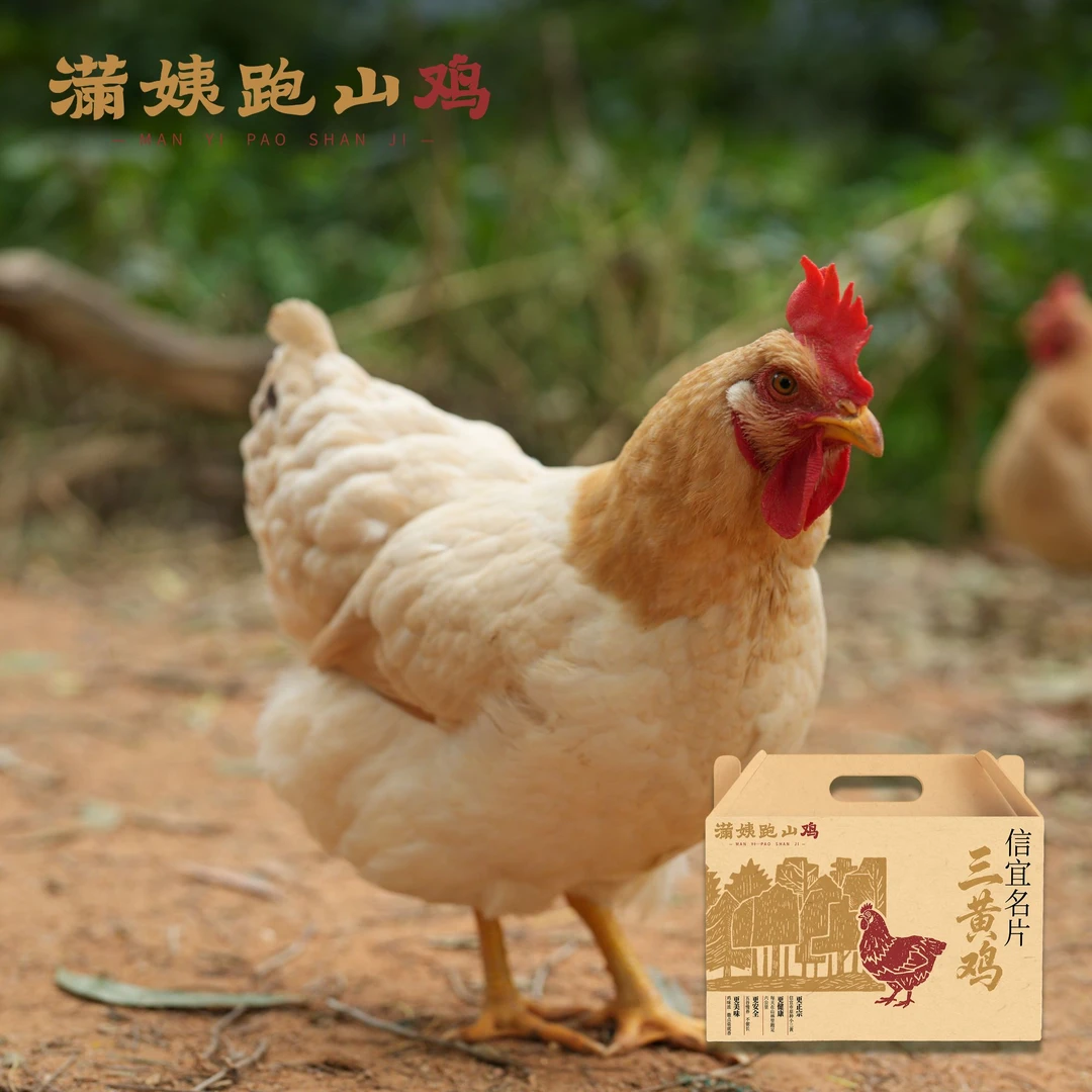 【180日三黄项鸡】满姨高山散养新鲜现杀白切煲汤 整只不砍 毛重3.6-3.8斤