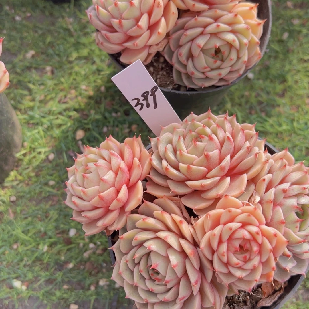 香玉的故事是一个人的