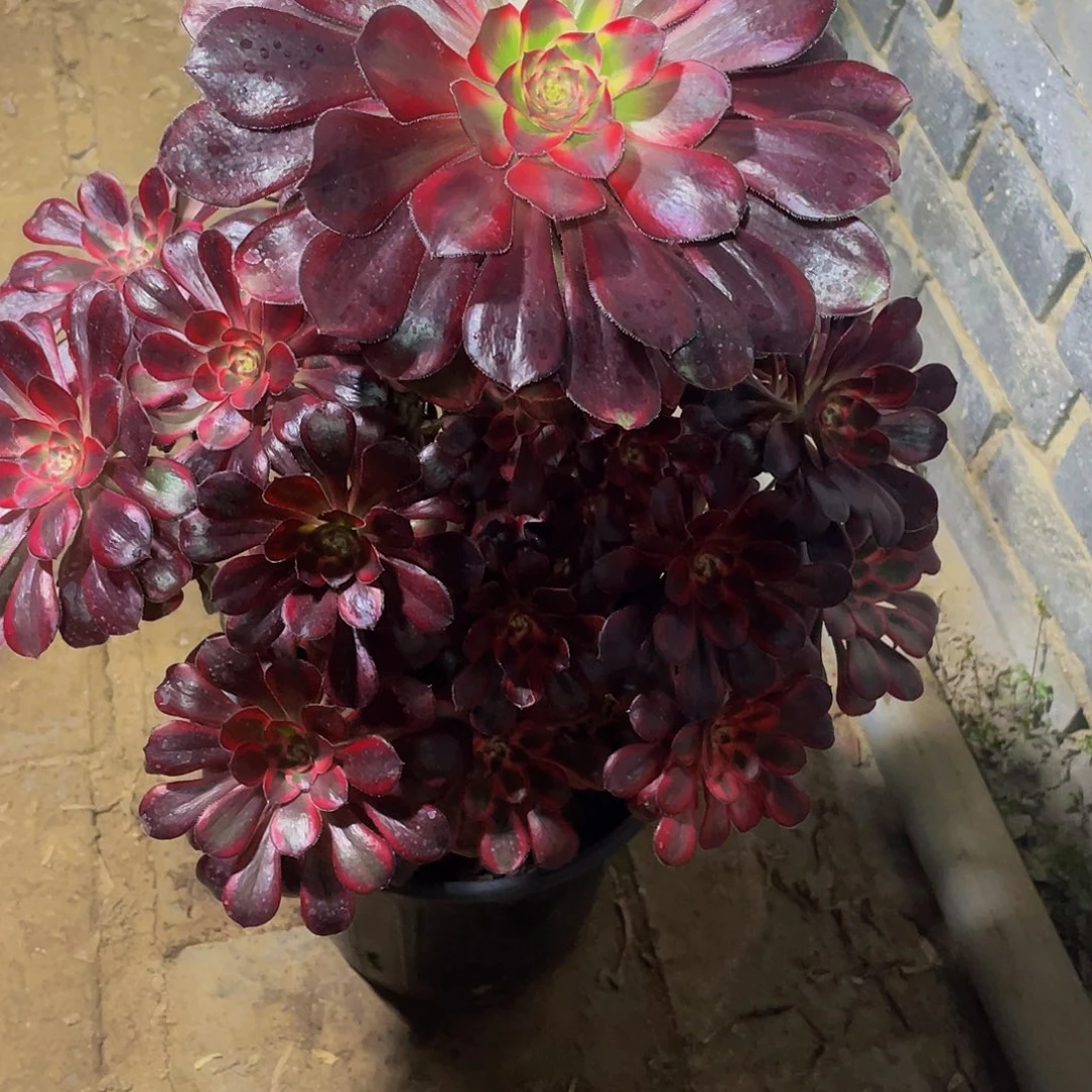 听***の多肉法师380号香奈儿