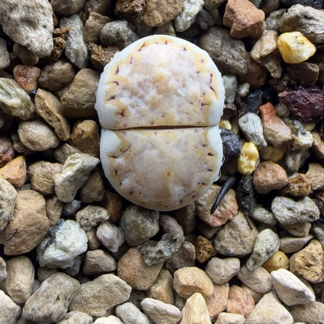 金边鱿鱼饼干清框福利30包邮