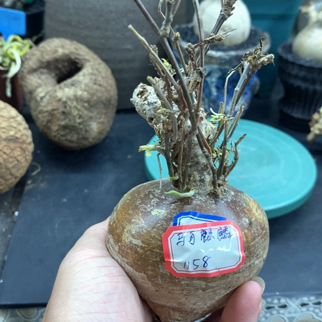 马可麒麟多肉植物