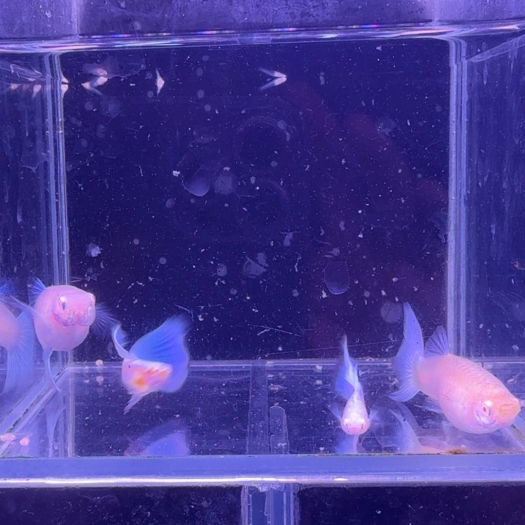 孔雀鱼蓝白噢意2对