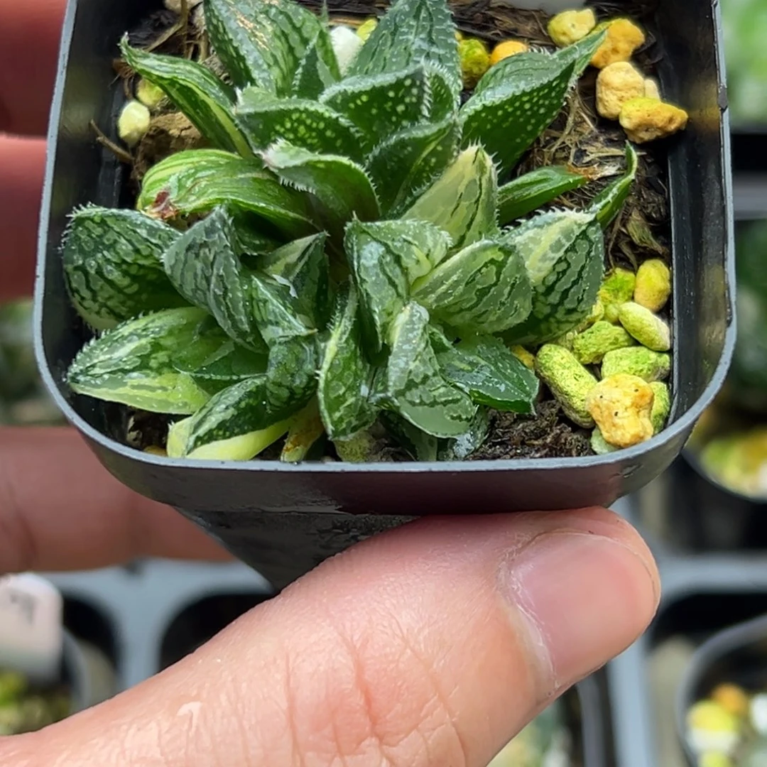 35三头实生寿锦一物一拍