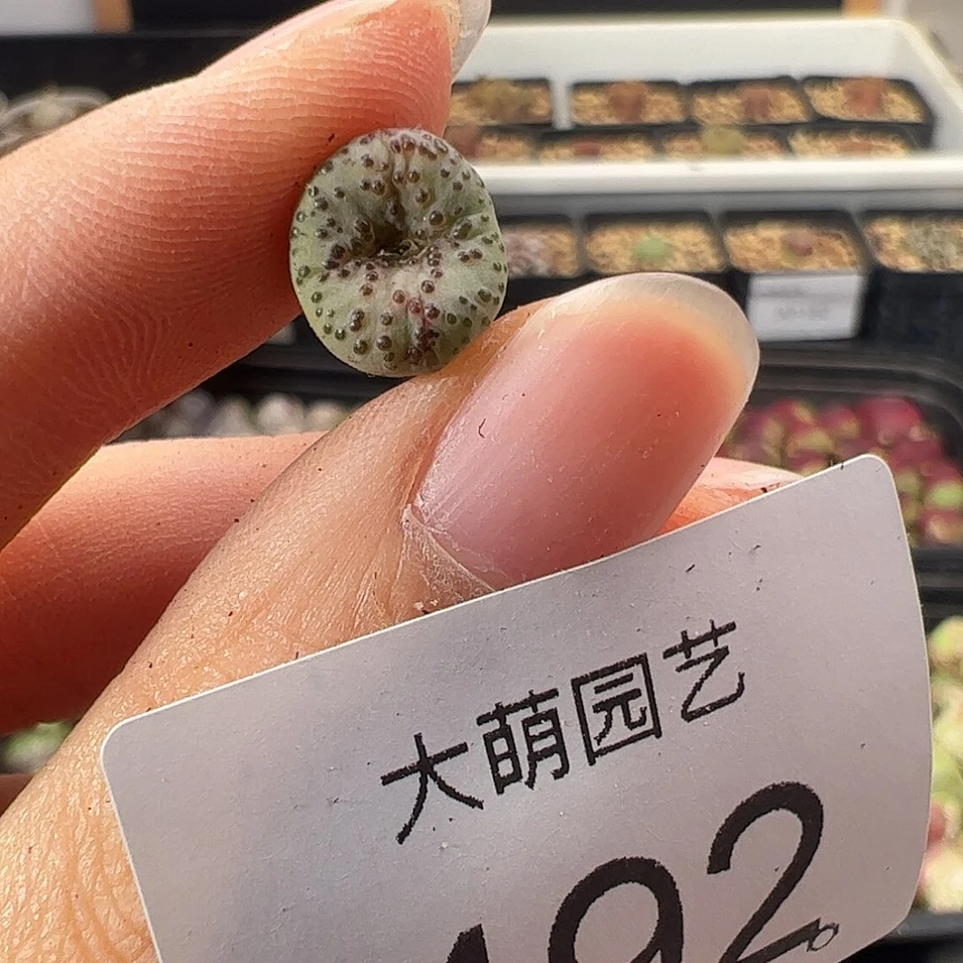 一物一拍            492