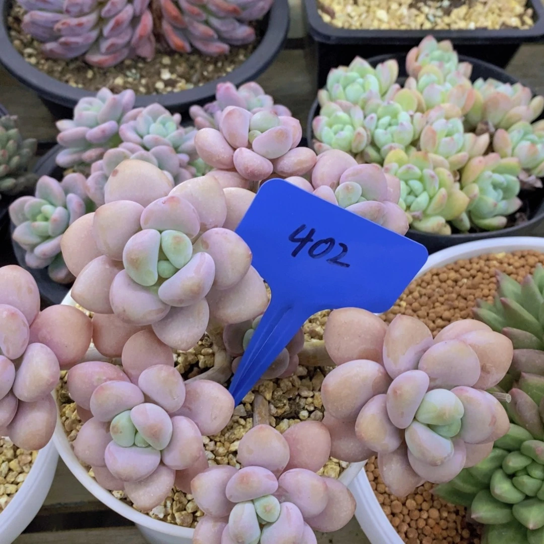 双十一专场活开始了