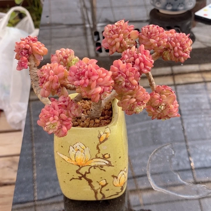 辣牡丹 韩货精品