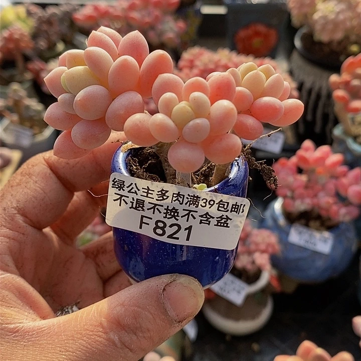 鱼子酱老桩5cm821多肉植物