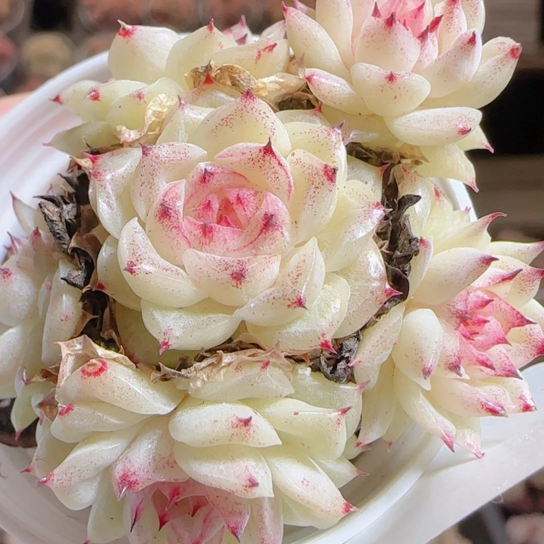 花语多肉0105-41散魔仙