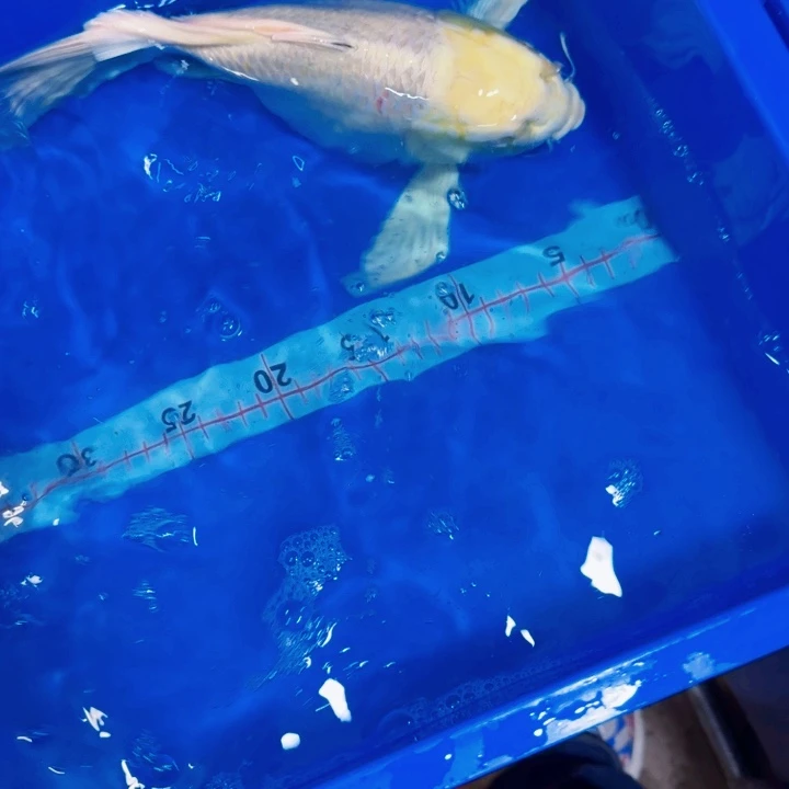 海水鱼蝴蝶鲤包邮120