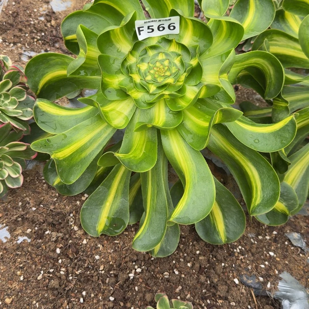 臧***二566暴君。多肉植物