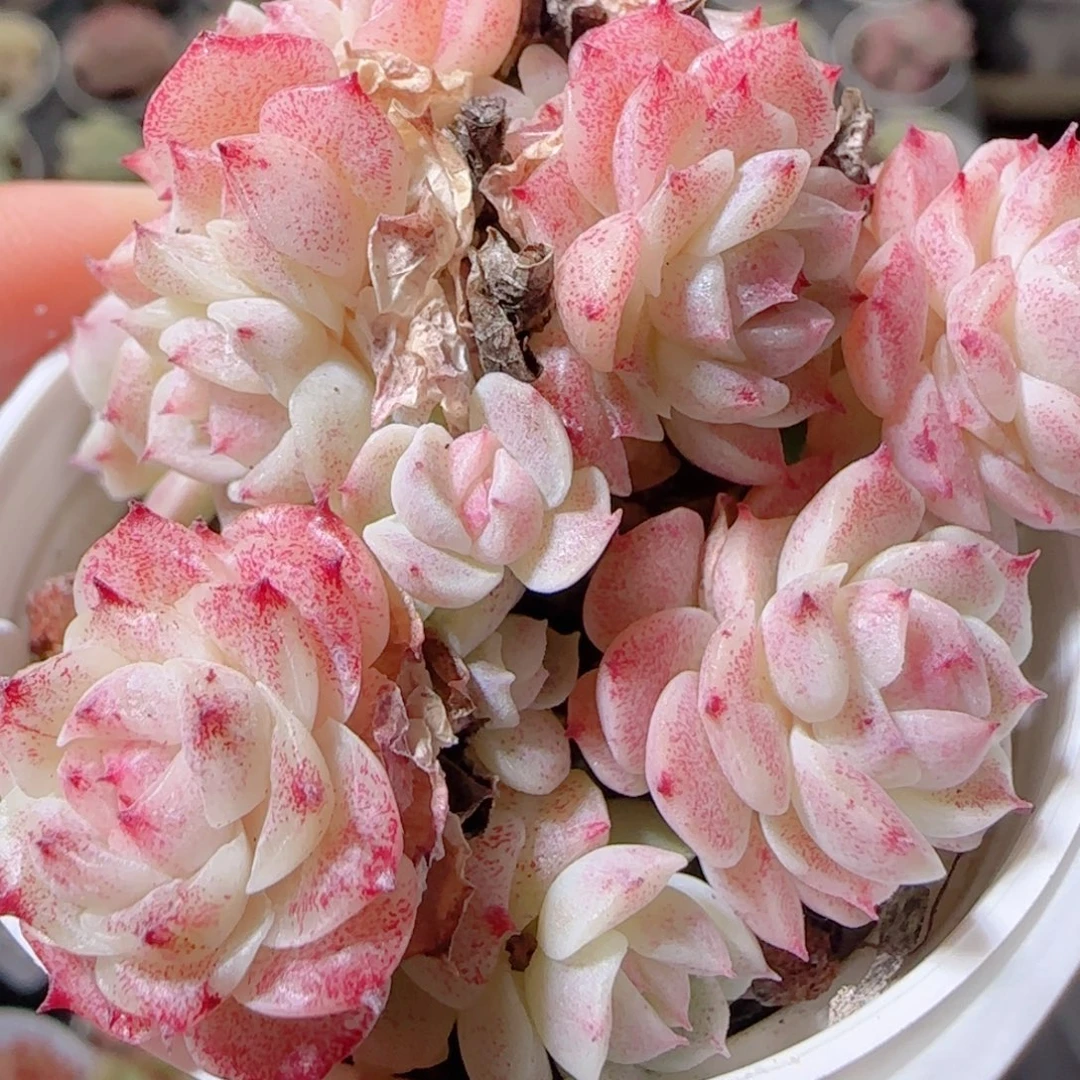 花语多肉1222-22魔仙散