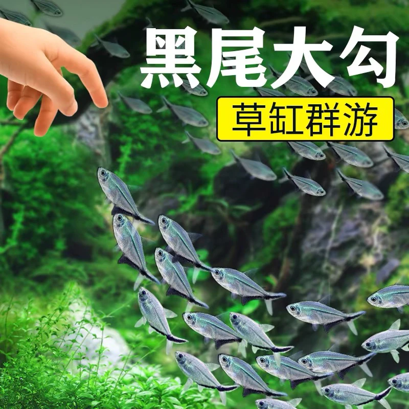 快速发货黑尾大勾热带观赏鱼群游草缸小型灯科鱼活体适合新闯缸