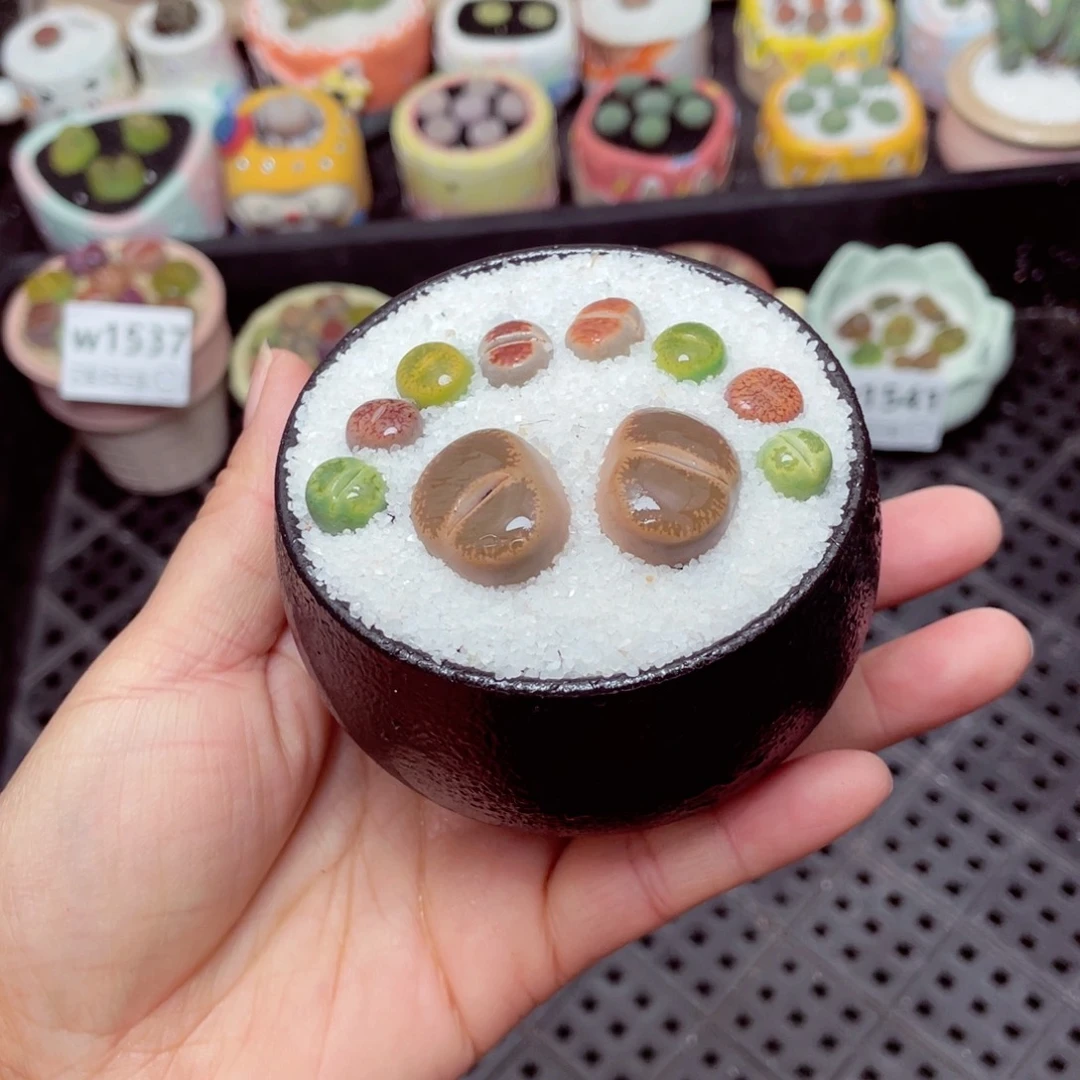 w1542 -零下地区拍保温箱-15支持寄养