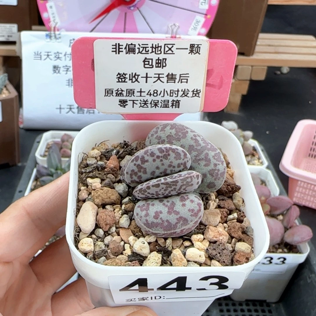 443巨型花旦多肉