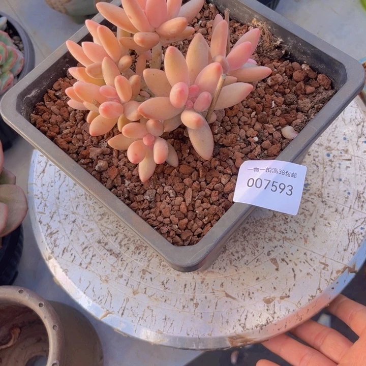 晴***君多肉一物一拍7593