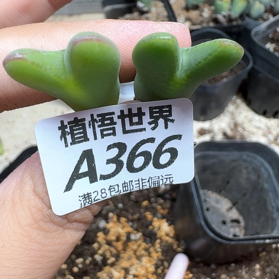 多肉植物的人生fgb