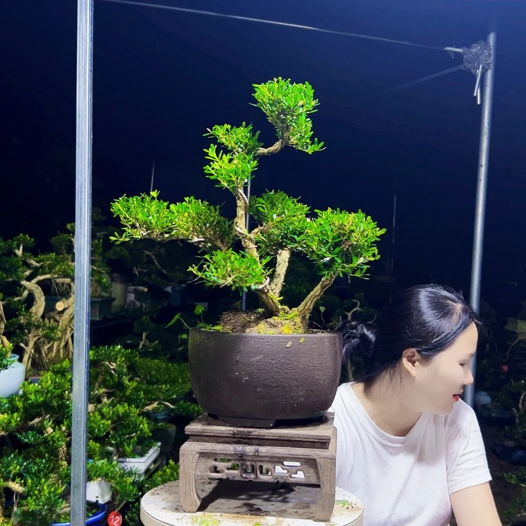完全开放黄杨木