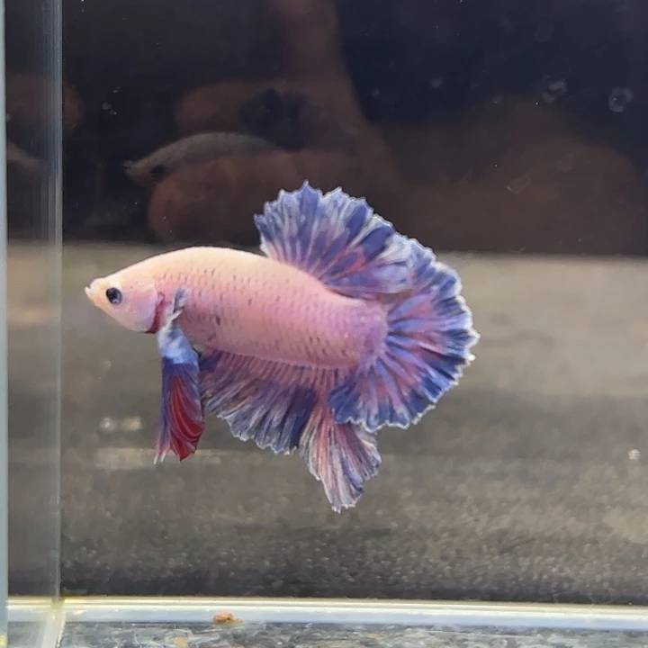 斗鱼36号星黛露将军