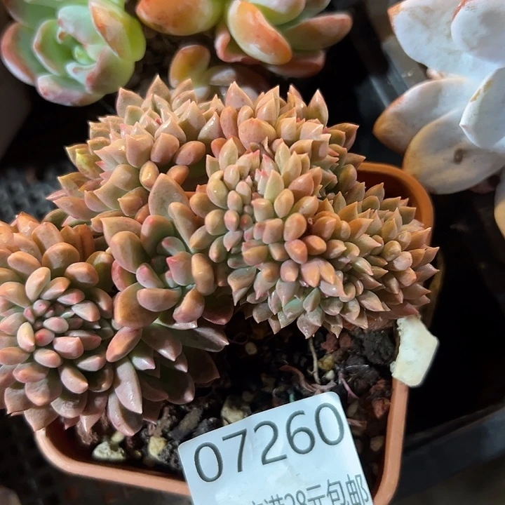 幸运的是我还没遇到过