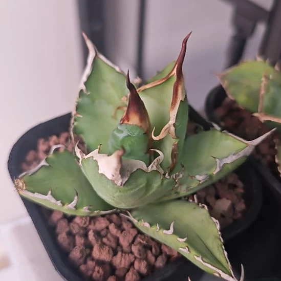 绿肌仁王冠龙舌兰