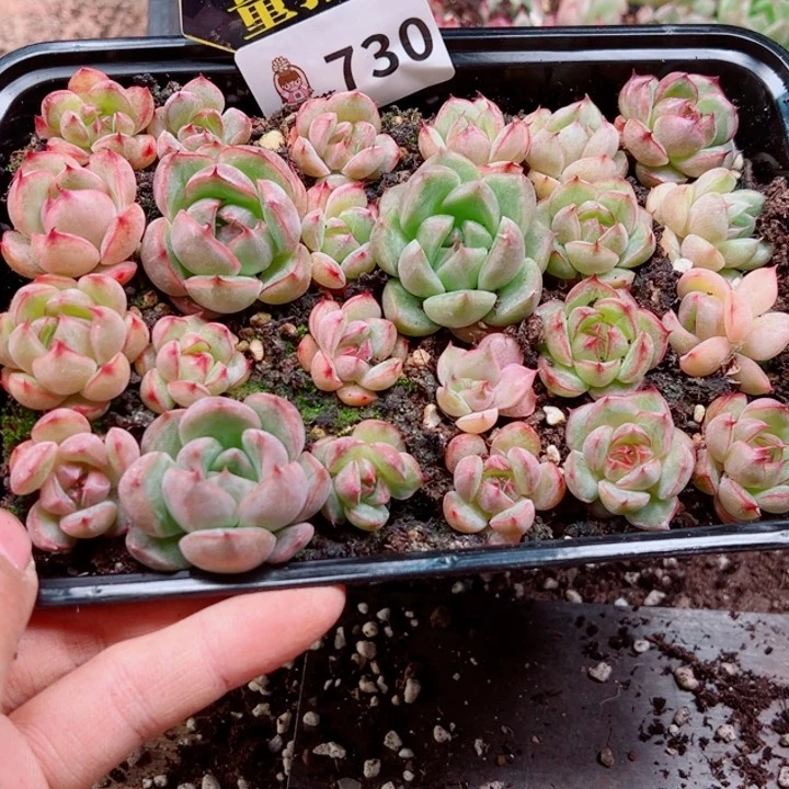 多肉植物多肉植物