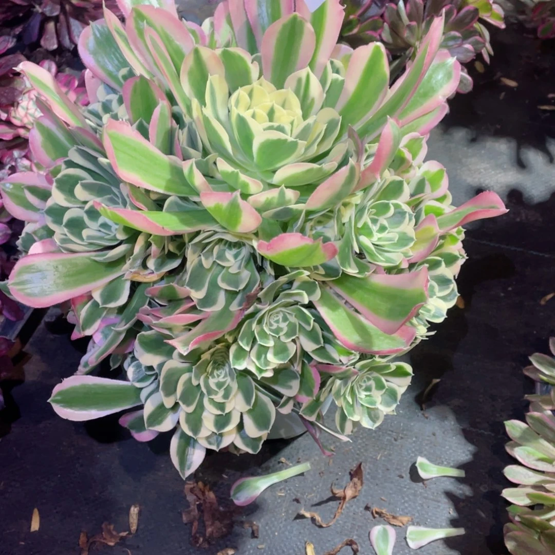 多肉植物白凤759