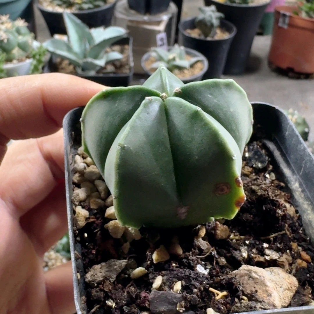 317鸾凤玉有疤特价