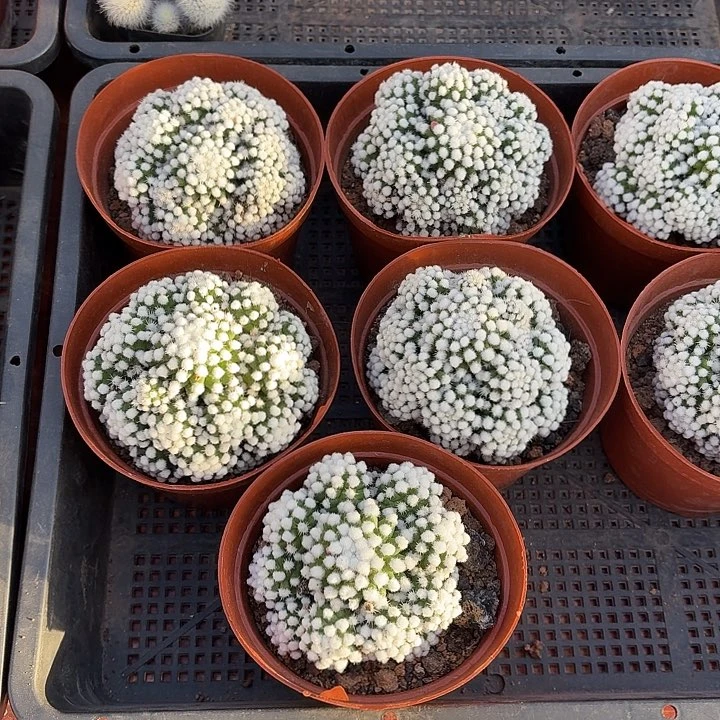 明日香姬仙人球123