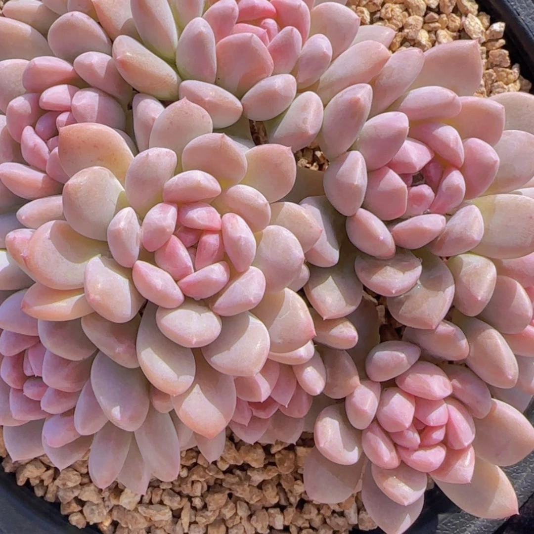 【闪购商品】韩版奶昔