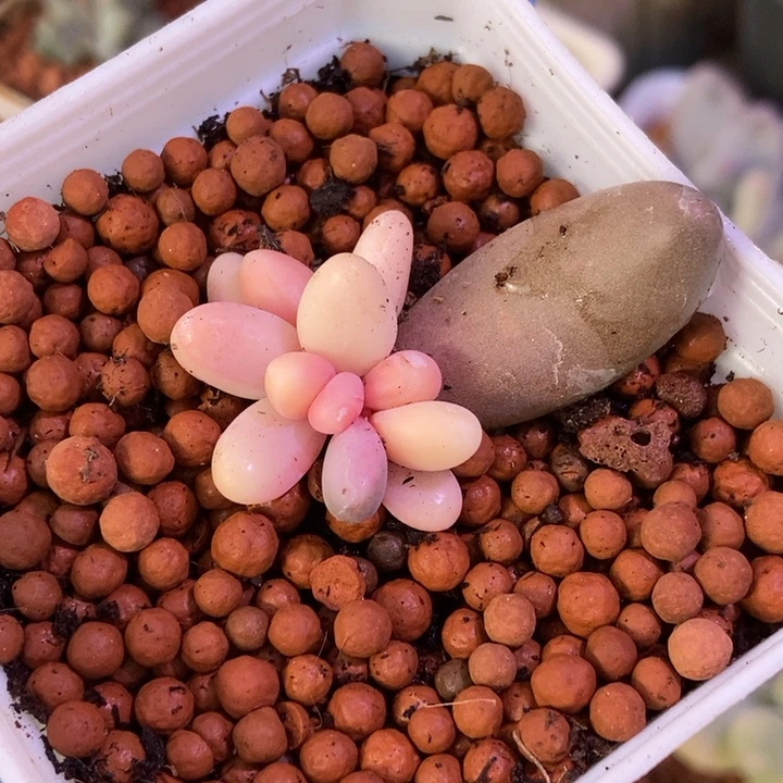 红手指锦多肉植物