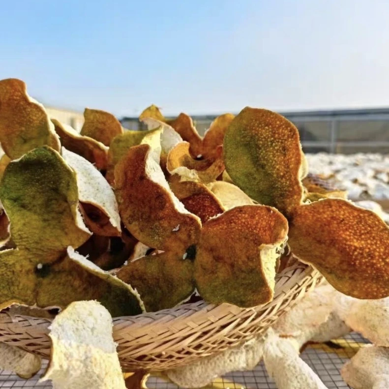 【天马原枝老树二红皮】2025年新会天马老树二红皮