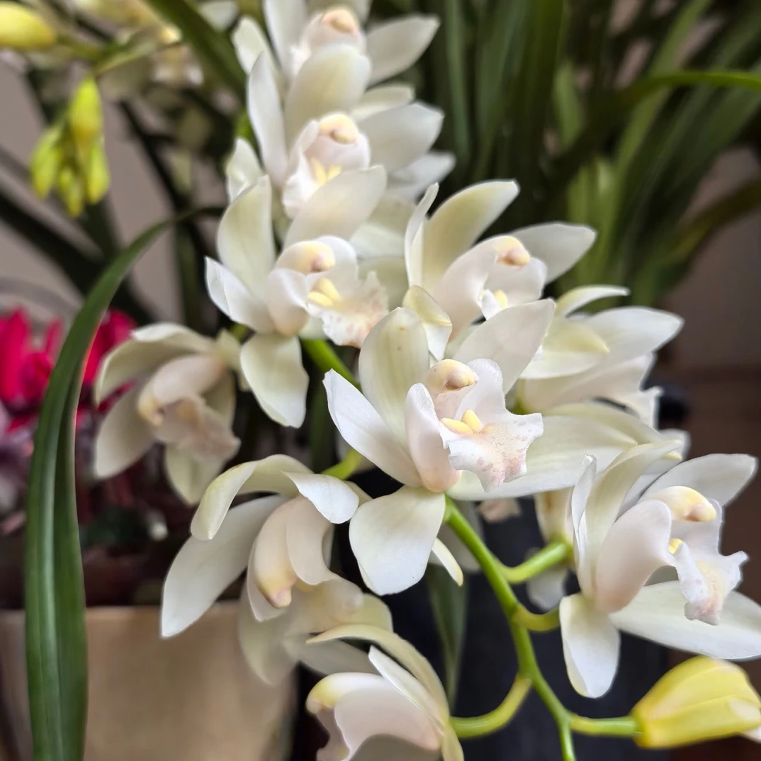 盛开花卉【白玉香兰】白色花系  好养耐养