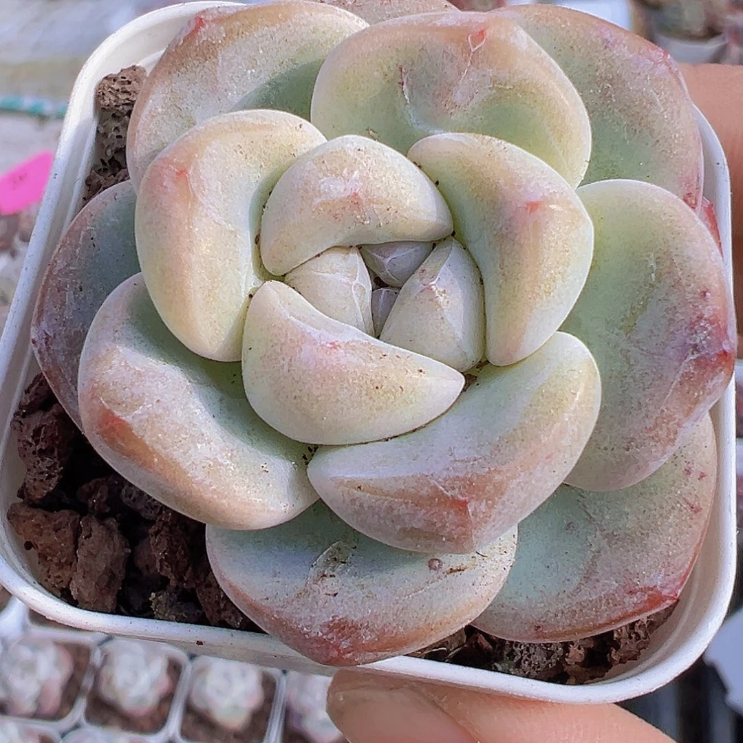 精品冰玉单头2盆19包邮