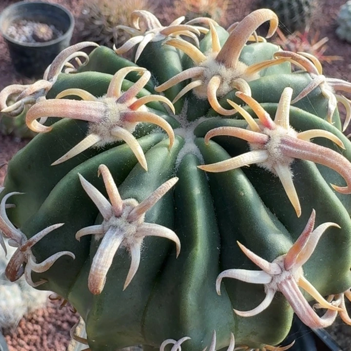 武藏凌波苗接6666666