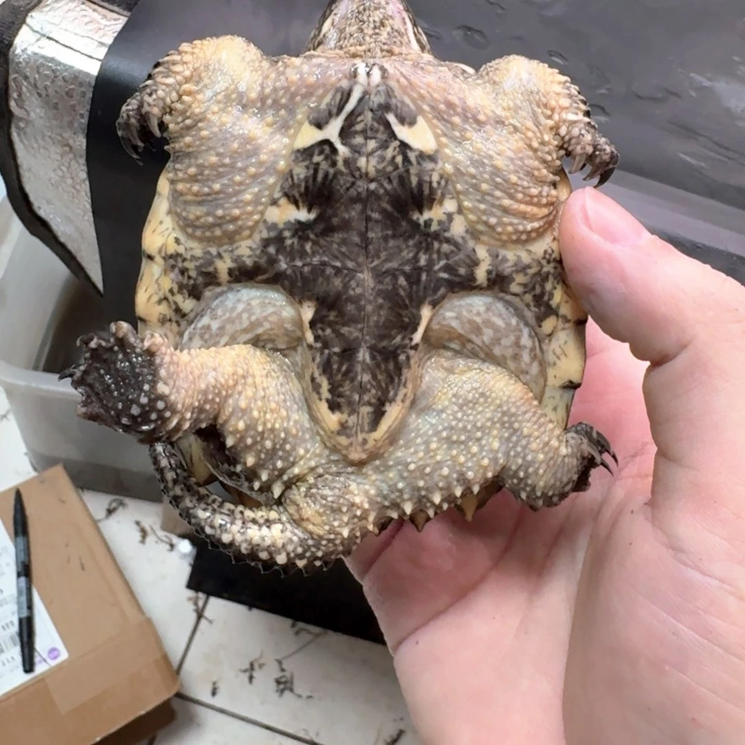 小鳄龟不分公母11