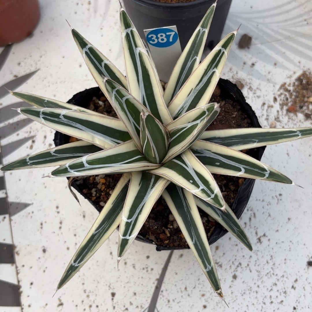 387龙舌兰冰山脱土发货