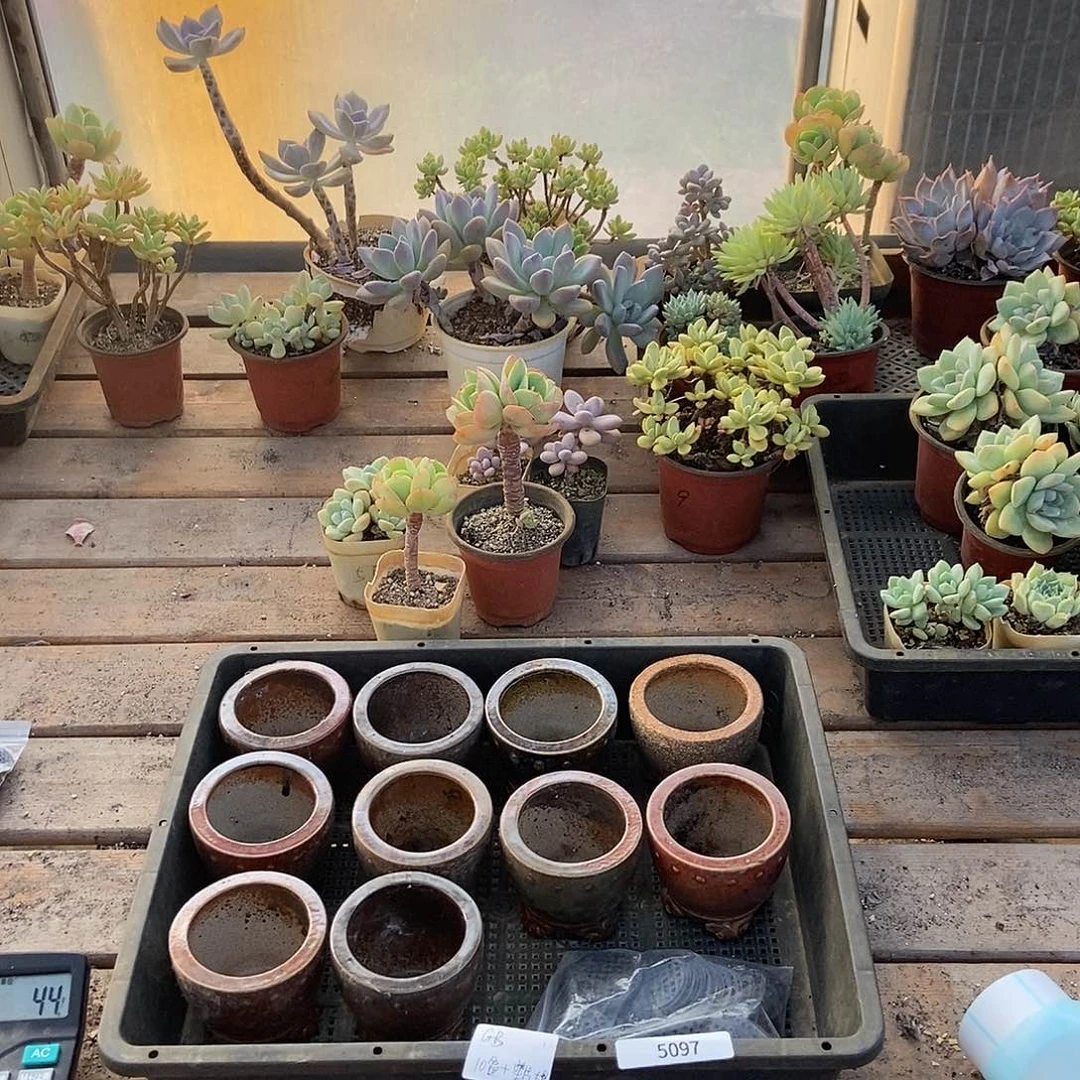 5097号盆十个垫片一包大号国宝专拍中通