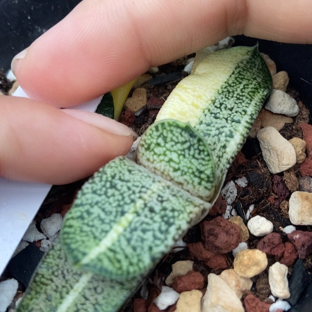 1051卧牛转锦起泡颗粒带盆发货