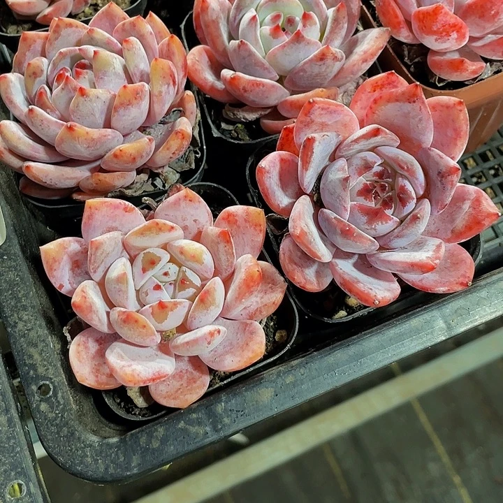 紫雾.8带盆土发货